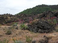 nte Arcimis-20100530 039